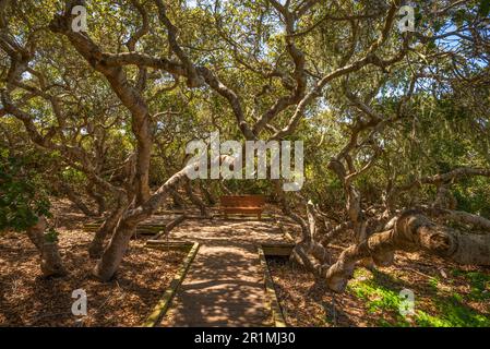 Der Elfinwald in Los Osos, Kalifornien. Stockfoto