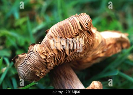 Künstlerische Bilder der Natur wunderschöne wilde Pilze, die nach einem guten Regen im Gras wachsen, Makrobilder, um die Wahrnehmung der Geisteswissenschaften zu verschließen. Stockfoto