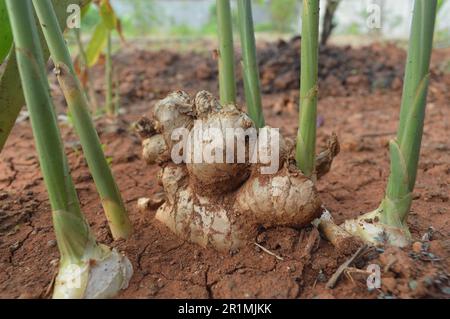 Ingwerpflanze mit dem wissenschaftlichen Namen Zingiber officinale, die im Garten wächst, wird häufig als Rohstoff für die traditionelle Medizin verwendet. Stockfoto