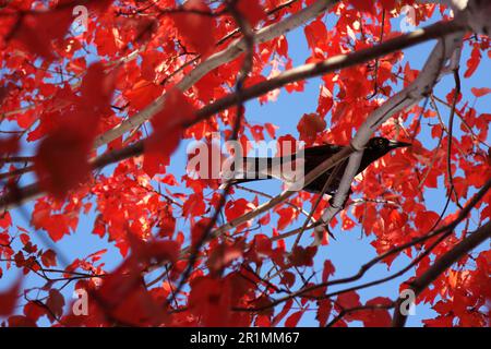 Eine wunderschöne schwarze australische Elster, hoch oben in einem atemberaubenden japanischen Ahorn mit rotem Blatt in Herbstfarbe. Das Auge der Elster schaut direkt auf den Betrachter. Stockfoto