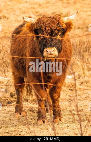 Ein brauner Yak steht in einem gelben Feld, getrennt durch einen Metallzaun im Vordergrund Stockfoto