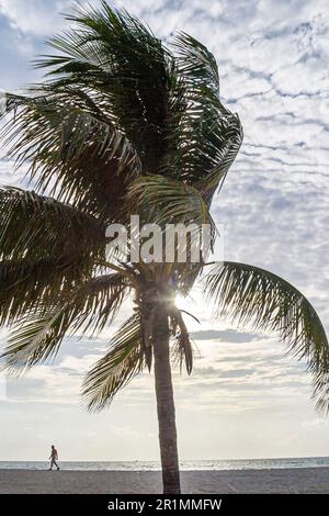 Miami Beach, Florida, Atlantikküste, Strandspaziergang mit Palmen, Stockfoto