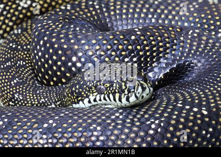 Australian Diamond Python Stockfoto