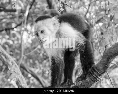 Ein Kapuzineraffe, der auf einem Baum im Dschungel in Graustufen sitzt Stockfoto