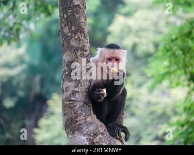 Ein Kapuzineraffe, der auf einem Baum im Dschungel sitzt und eine Banane isst Stockfoto