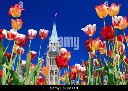 Kanadischer Parlamentsturm, umgeben von mehrfarbigen Tulpen im Frühling, Ottawa, Kanada Stockfoto