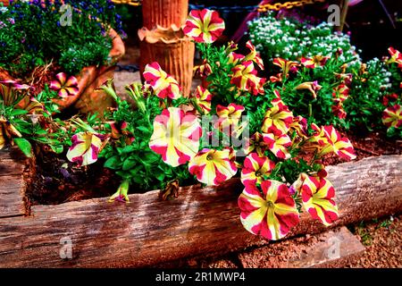 Petunia amore Blütenkönigin, gelb und rot. Petunia amore. Petunia amore Königin der gelben Fiesta-Blüten mit roten Streifen Stockfoto