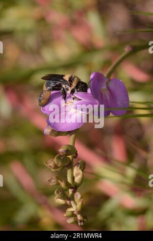 Details der afrikanischen Honigbiene oder Biene in lateinischen APIs mellifera scutellata, die bestäubt und auf violetter oder blauer Blume sitzt Stockfoto