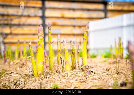Köstlicher Spargel wächst auf einem Gartenbett, sonniger Frühlingstag. Gut gepflegter Garten mit Spargelstangen Stockfoto