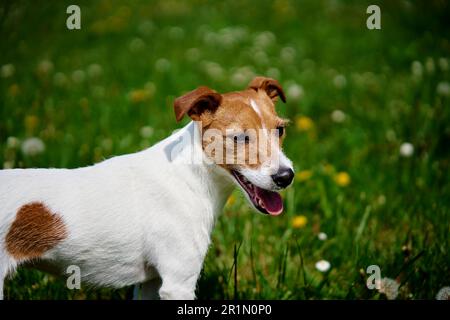 Süßer aktiver Hund, der im Sommer auf grünem Gras im Park spaziert. Jack-Russell-Terrier-Porträt im Freien Stockfoto