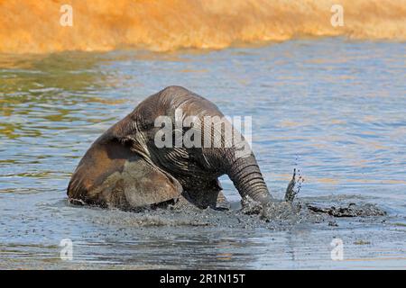 Ein afrikanischer Elefant (Loxodonta africana) spielt in einem schlammigen Wasserloch, Addo Elephant National Park, Südafrika Stockfoto