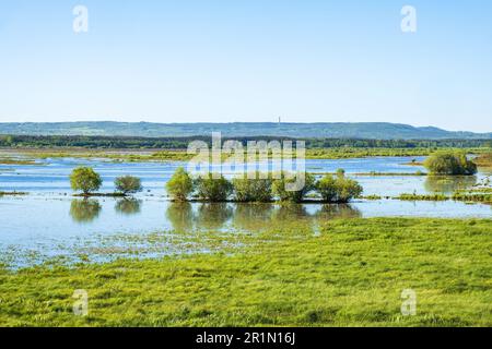 Flutwiesen an einem See im Sommer Stockfoto