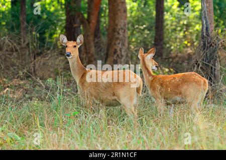 Zwei weibliche barasingha- oder Sumpfhirsche (Rucervus duvaucelii), Kanha-Nationalpark, Indien Stockfoto