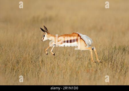 Springen Springböcke (Antidorcas marsupialis) Antilope im natürlichen Lebensraum, Südafrika Stockfoto