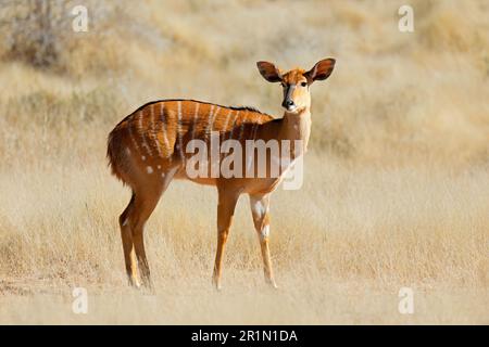 Weiblicher Nyala-Antilope (Tragelaphus Angasii) im natürlichen Lebensraum, Mokala National Park, Südafrika Stockfoto