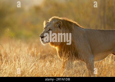 Großer männlicher afrikanischer Löwe (Panthera leo) bei Sonnenaufgang, Kruger-Nationalpark, Südafrika Stockfoto