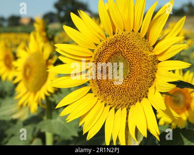 Wunderschöne Sonnenblumen wachsen auf dem Feld an sonnigen Tagen, Schließung Stockfoto