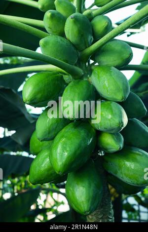 Unreife Papaya-Früchte wachsen auf Bäumen im Freien, Nahaufnahme Stockfoto