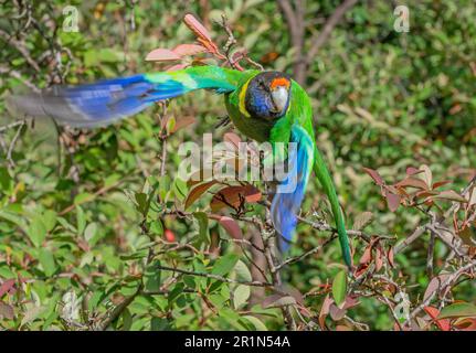 Ein australischer Ringneck-Papagei der westlichen Rasse, auch bekannt als achtundzwanzig Papageien, fotografiert im Flug in einem Wald. Stockfoto