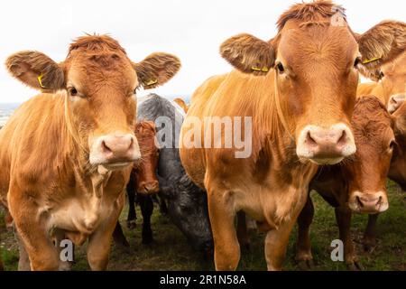 Nahaufnahme einer Herde junger, sehr neugieriger weiblicher Kühe oder Färsen, die nach vorne schauen und in die Kamera schauen. Eastt Yorkshire, Großbritannien. Horizontaler Kopierbereich. Stockfoto