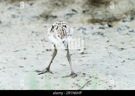 Schwarzflügelstiel, Himantopus himantopus, allein geschlüpftes Küken, das auf schlammigem Boden läuft, Albufera-Reservat, Mallorca, Spanien, 14. Mai 2023 Stockfoto