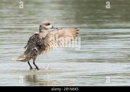 Marmorente oder Marmorblaugrün, Marmaronetta angustirostris, Single adult bading in Süßwasserpool, Albufera Reserve, Mallorca, Spanien, 14. Mai 2023 Stockfoto