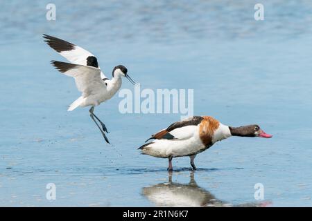 Pied Avocet, Recurvirostra avosetta, Single adult attacking Single common Shelduk, Tadorna tadorna, Albufera Reserve, Mallorca, Spanien, 14. Mai 2023 Stockfoto