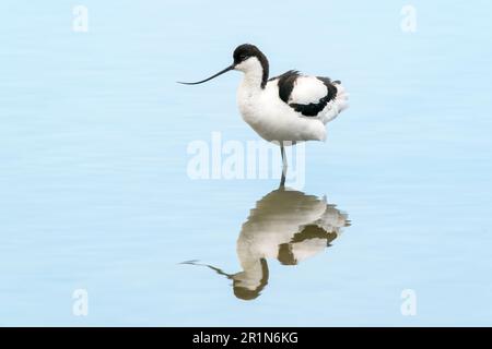 Pied Avocet, Recurvirostra avosetta, einzelner Erwachsener, der in flachem Wasser steht, Albufera Reserve, Mallorca, Spanien, 14. Mai 2023 Stockfoto