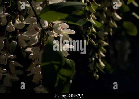 Akazienblumen auf einem Ast aus der Nähe gesehen Stockfoto