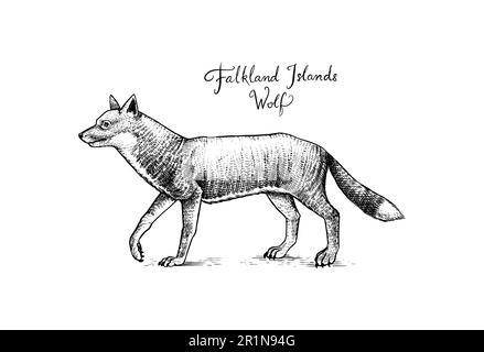 Falklandinseln Wolf. Ausgestorbenes Raubtier. Warrah Fox, antarktischer Hund. Einheimisches Landsäugetier. Handgezeichnete eingravierte Vektordarstellung im Holzschnitt Stock Vektor