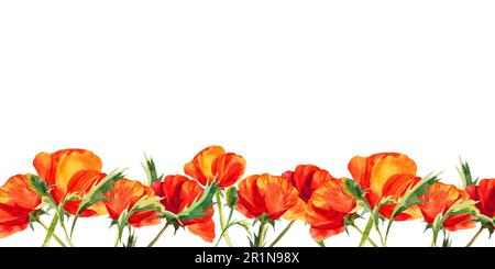 Wasserfarbener horizontaler Rahmen mit Mohnblumen, handgezeichnete rote Feldblumen, sommerliche Illustration von Scharlachblumen isoliert auf weißem Hintergrund. Stockfoto