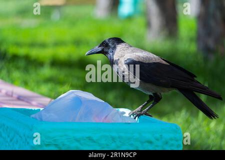 Eine graue Krähe sitzt auf einem Mülleimer im Park. Nahaufnahme eines Vogels. Verschmutzung der Umwelt und des natürlichen Lebensraums von Vögeln und Tieren. Stockfoto