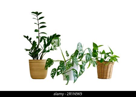 Zimmerpflanze Zamioculcas in einem Blumentopf vor einer weißen Backsteinwand, isoliert auf weißem Hintergrund. Heimpflanze Monstera auf weißem Tisch, Nahaufnahme Stockfoto