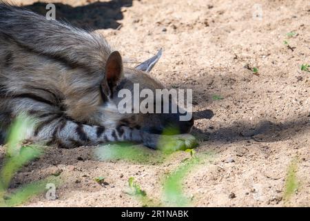 Gefleckte Hyänen, die auf dem Boden liegen, aus nächster Nähe. Tagsüber Schlaf eines wilden Hundes unter der Sonne in der Savanne. Stockfoto