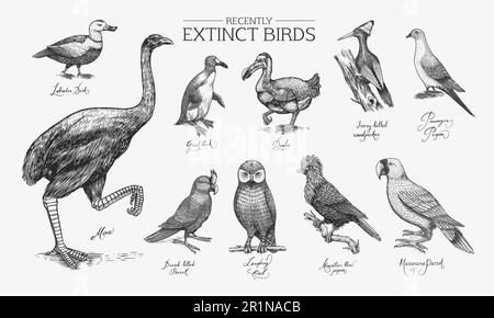 Ausgestorbene Arten. Wilde Säugetiere und Vögel. Dodo. MOA-Passagiertaube Great auk. Pinguin. Maskaren-Papagei. Labrador-Ente. Lachende Eule. Die Hand Stock Vektor