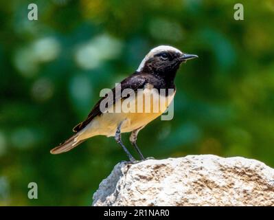 Zypern wheatear (Oenanthe cypriaca) oder Zypern Rattenwheatear, Vretsia, Zypern. Stockfoto