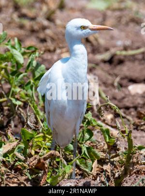 Viehzucht (Bubulcus Ibis) auf einem Kartoffelfeld, Agia Varvara, Zypern Stockfoto