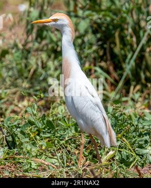 Viehzucht (Bubulcus Ibis) auf einem Kartoffelfeld, Agia Varvara, Zypern Stockfoto