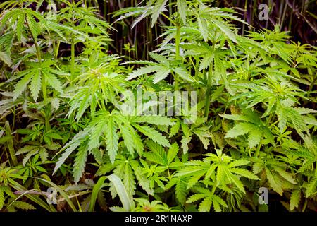 Industriehanf, Cannabis sativa, wächst im Frühling wild auf landwirtschaftlichen Feldern. Stockfoto
