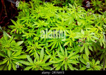 Industriehanf, Cannabis sativa, wächst im Frühling wild auf landwirtschaftlichen Feldern. Stockfoto