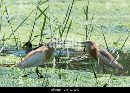 Ein Paar Squacco Heron (Ardeola ralloides), in einem natürlichen Lebensraum, Agia Vavara, Zypern. Stockfoto