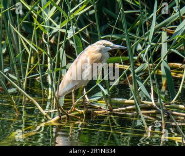 Squacco Heron (Ardeola ralloides), in natürlichem Lebensraum, Agia Vavara, Zypern. Stockfoto