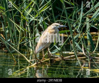 Squacco Heron (Ardeola ralloides), in natürlichem Lebensraum, Agia Vavara, Zypern. Stockfoto