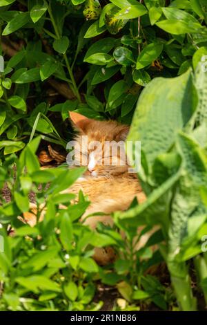 Eine verschlafene Ingwerkatze, versteckt unter Pflanzen in einem Garten in Schottland Stockfoto