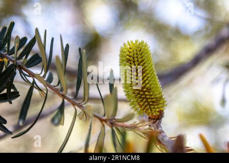 Silber Banksia Blume and Cone, Banksia marginata, Tasmanien, Australien. Nahaufnahme der Blütenspitze durch die Blätter mit Bokeh-Hintergrund. Auch kn Stockfoto