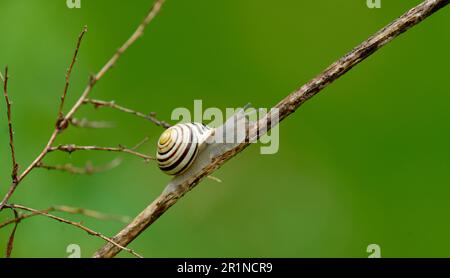 Nahaufnahme einer Schnecke auf der Pflanze Stockfoto