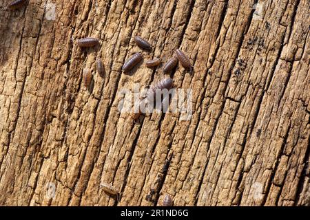 Gewöhnliche raue Holzhölzer, raue Holzhütte (Porcellio scaber), Familie Porcellionidae. Auf einem verwitterten Holzbrett. Holländischer Garten. Niederlande, Frühling, Stockfoto