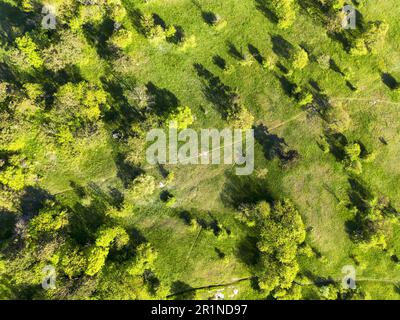 Draufsicht. Grüne Wiesen mit Bäumen. Sonniger Sommertag. Stockfoto
