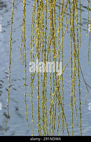 Fotos von gelben Knospen und Weidenblättern in diesem Frühling vor dem Hintergrund des Wassers. Stockfoto