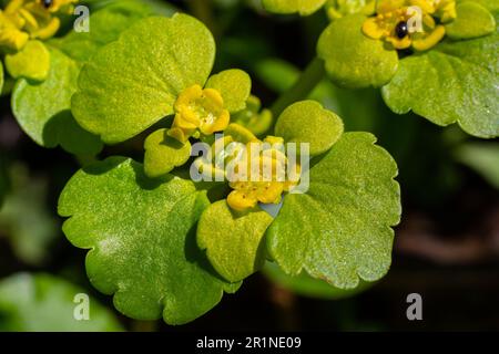 Blühendes Golden Saxifrage Chrysosplenium alternifolium mit weichen Kanten. Selektiver Fokus. Hat heilende Eigenschaften. Gelbe Frühlingsblumen. Stockfoto